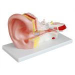 Two Piece Classic Ear Model